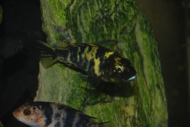 2011111020633_Neochromis omnicaeruleus Makobe Island females.JPG